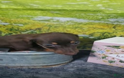 Miniature Dachshund dogs for sale: Nova - Image 1