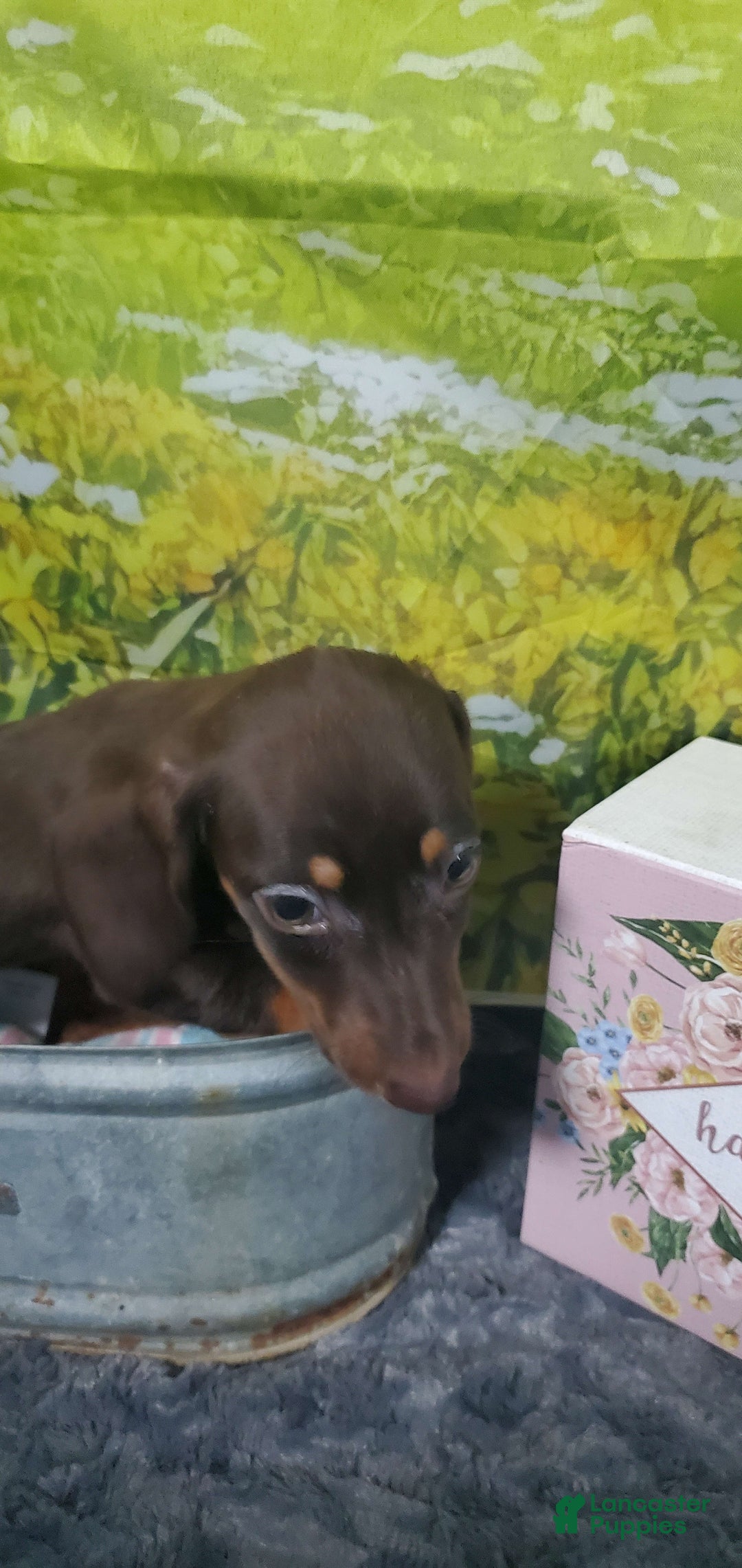 Miniature Dachshund dogs for sale: Nova - Image 1