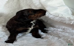 Bernedoodle dogs for sale: Dark Brown Sable Girl - Image 8
