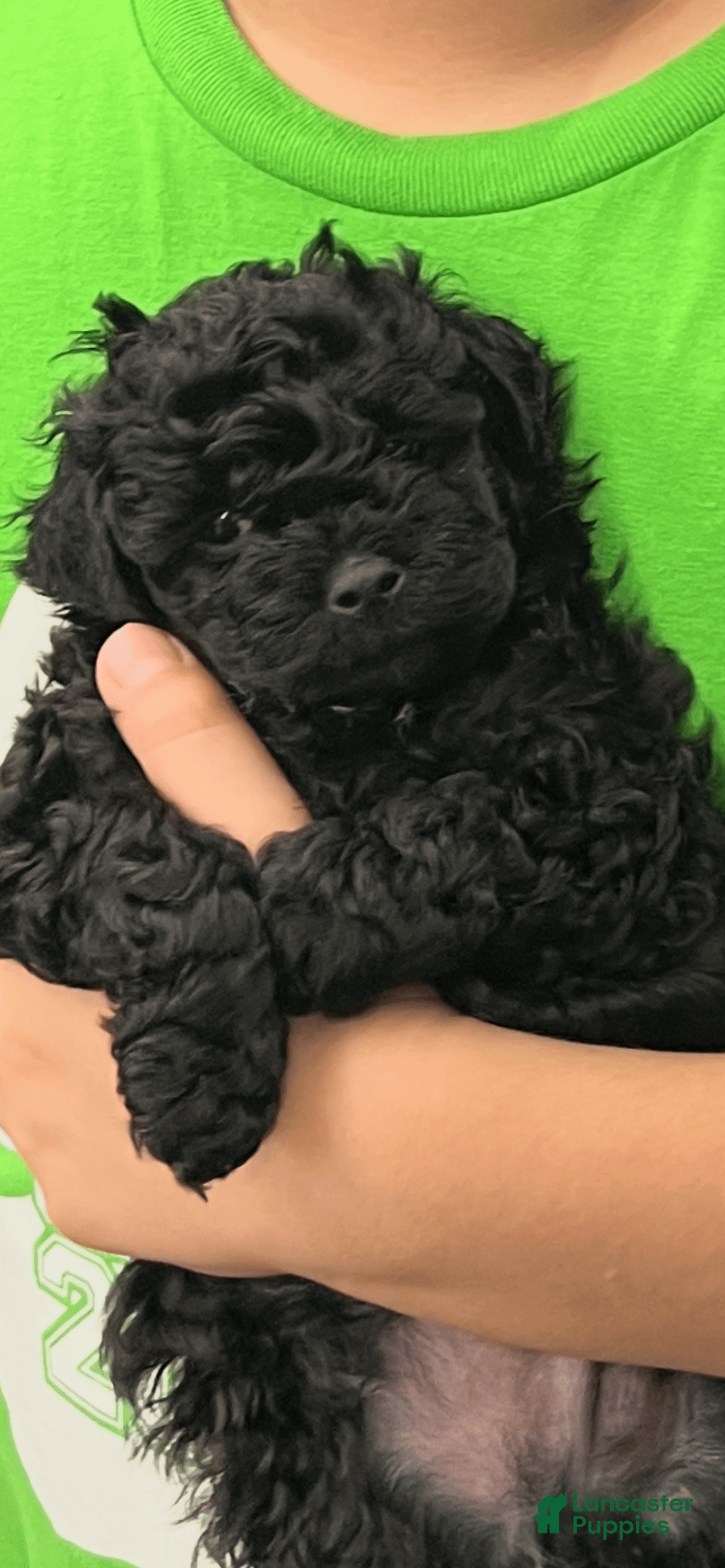 Miniature Poodle dogs for sale: Sonic - Image 22