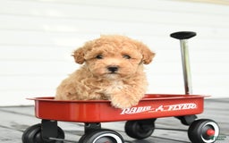Maltipoo dogs for sale: Rosie - Image 1
