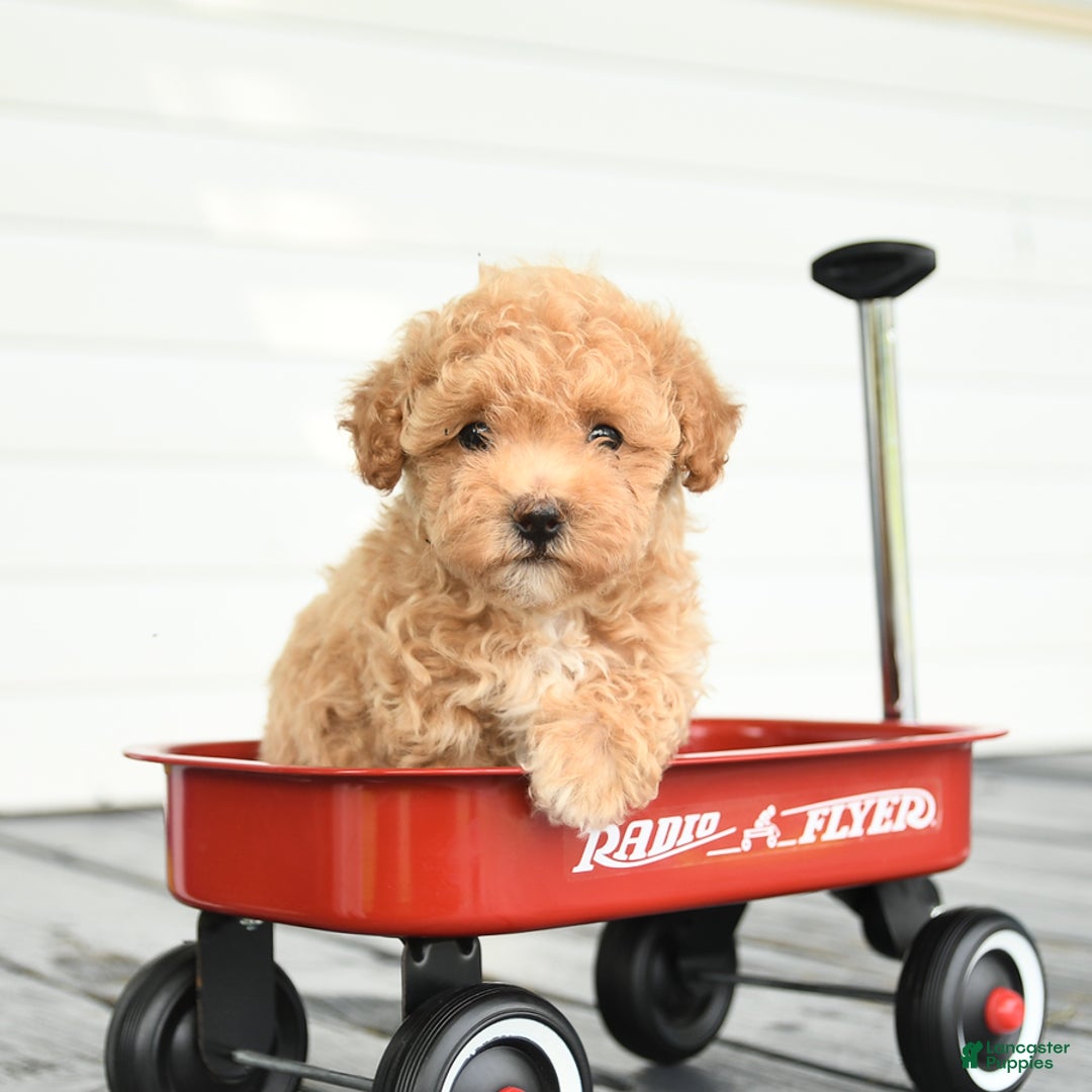 Maltipoo dogs for sale: Rosie - Image 1