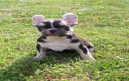French Bulldog dogs for sale: Frankie - Image 3