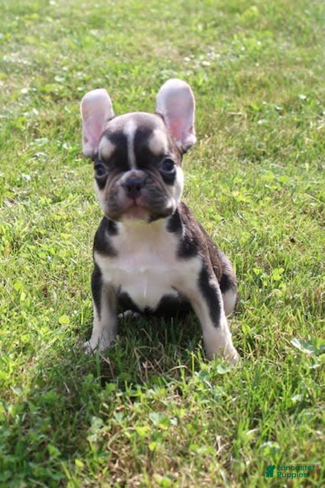 French Bulldog dogs for sale: Frankie - Image 3