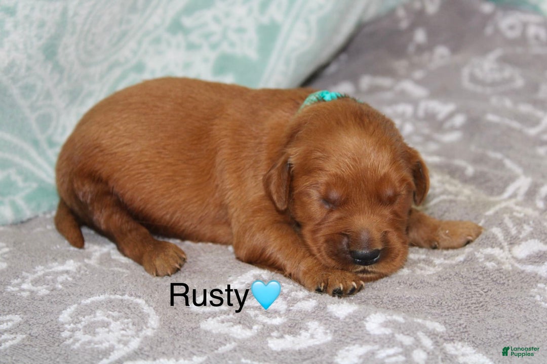 Golden Retriever dogs for sale: Rusty - Image 1