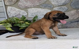 English Mastiff dogs for sale: Buck - Image 1