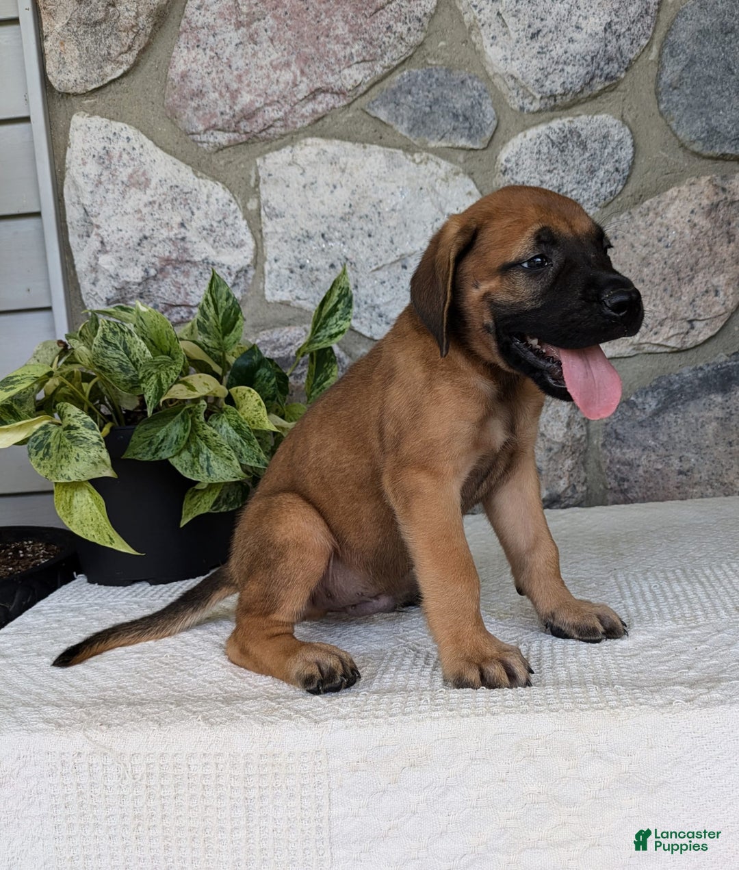 English Mastiff dogs for sale: Buck - Image 1