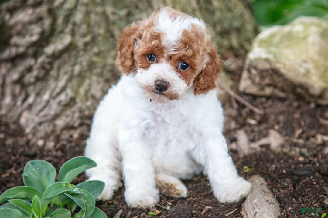 Toy Poodle dogs for sale: Tipsy - Image 2