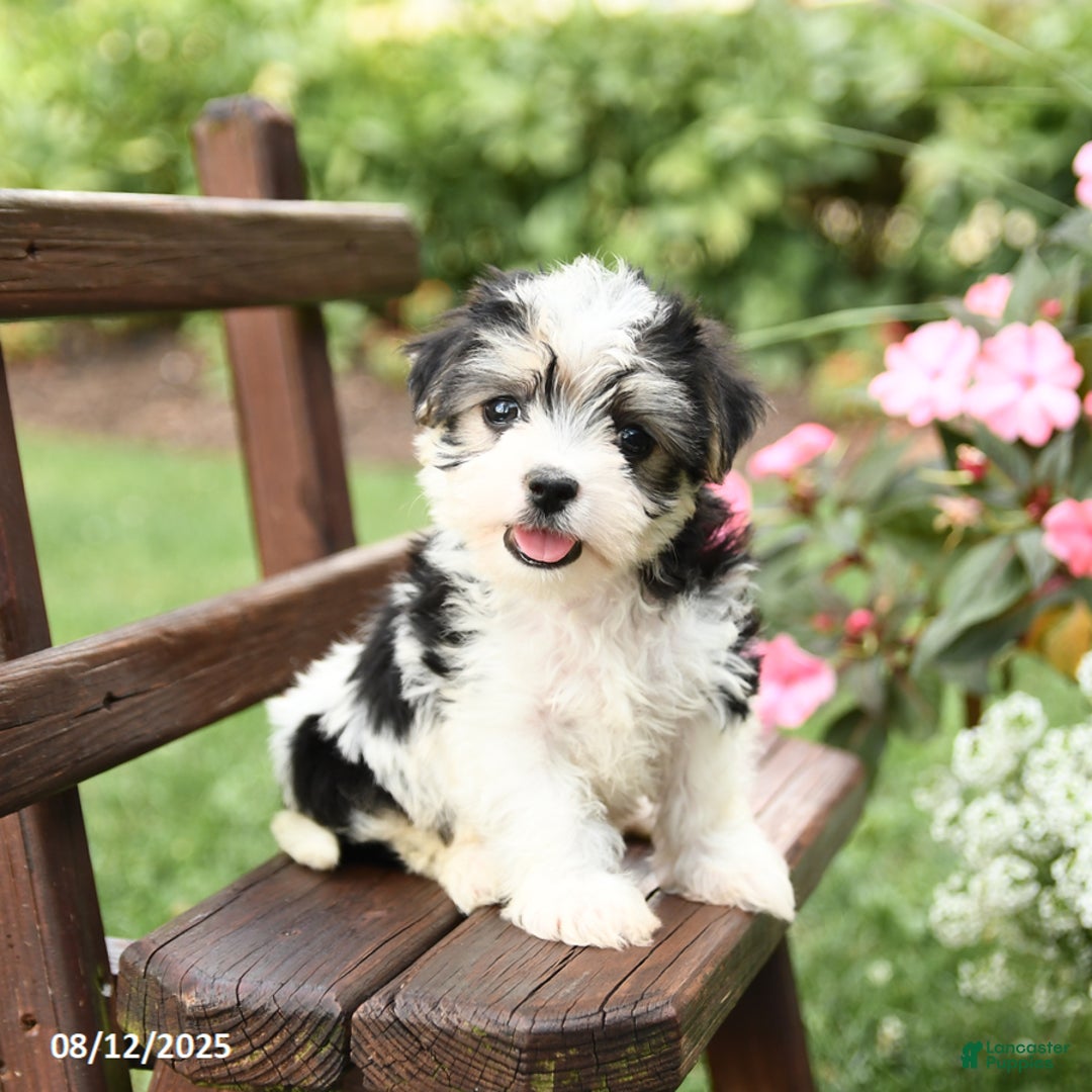 Morkie dogs for sale: Muffin - Image 1