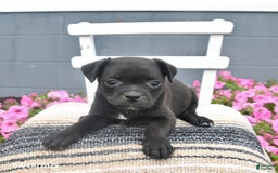 Pug dogs for sale: Patches - Image 1