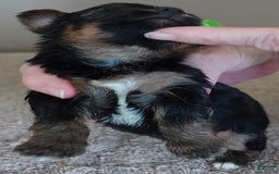 Yorkshire Terrier dogs for sale: Dodge - Image 17