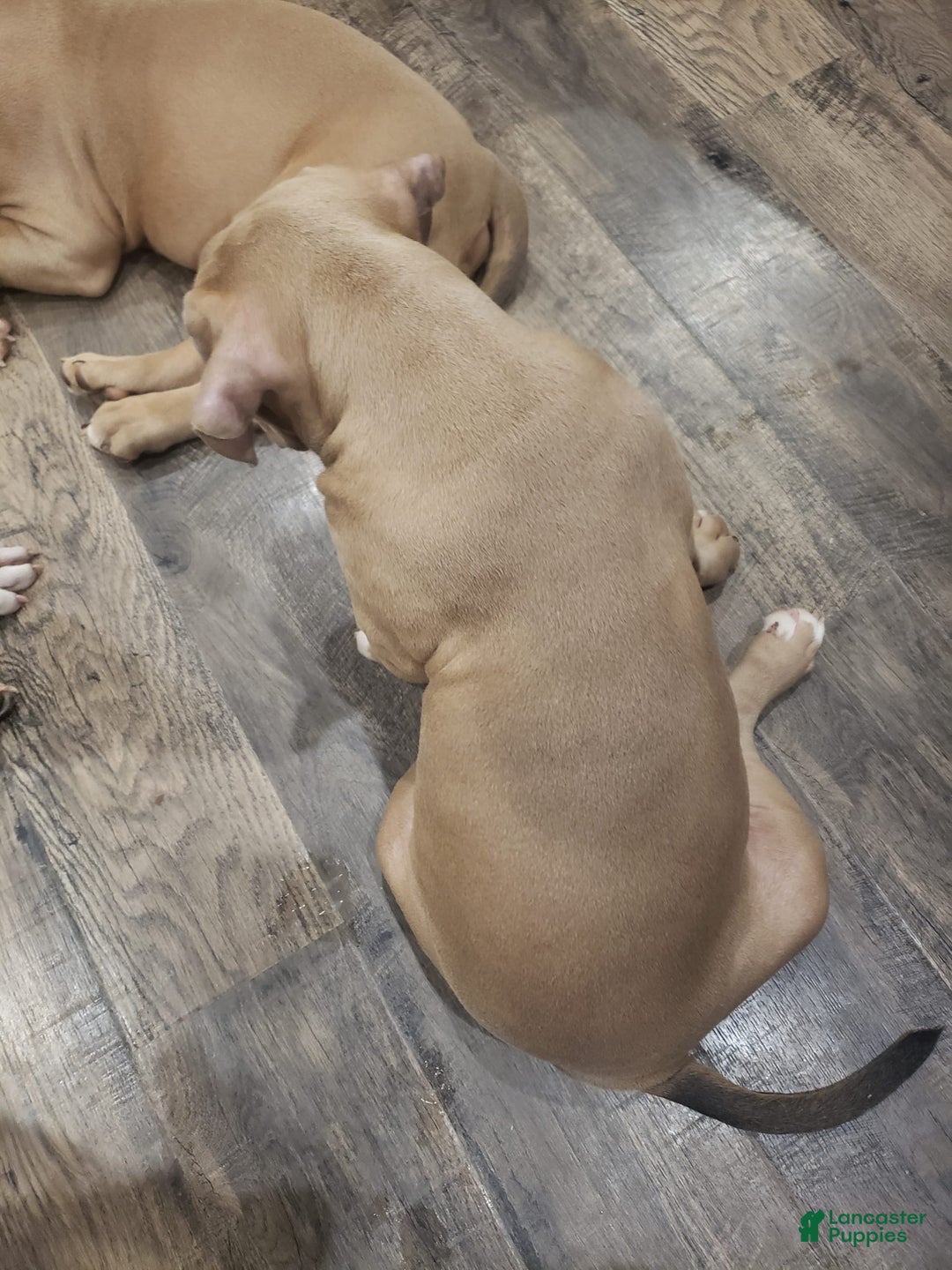 American Bully dogs for sale: Big Hoss - Image 24