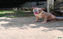 American Bully dogs for sale: Tony - Image 4