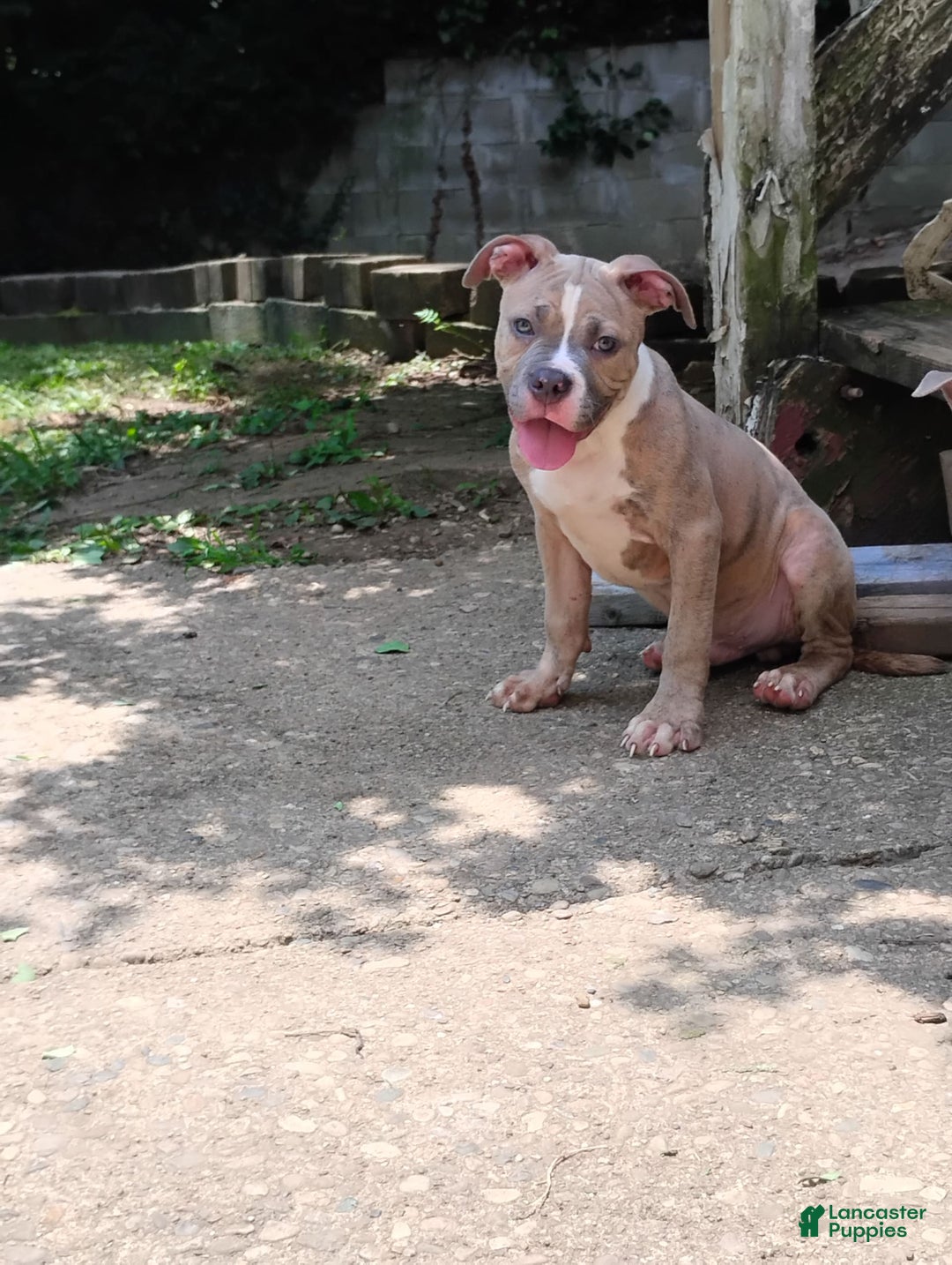American Bully dogs for sale: Tony - Image 4