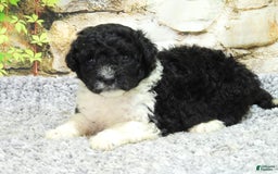 Portuguese Water Dog dogs for sale: Dahlia - Image 6