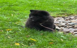 Chow Chow dogs for sale: Karmin - Image 1