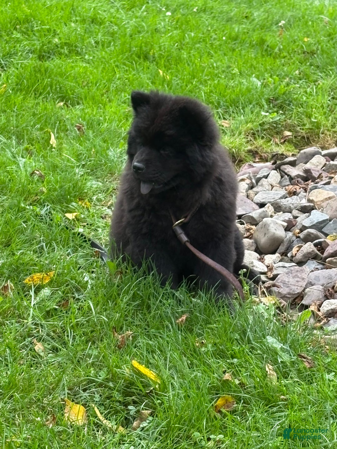 Chow Chow dogs for sale: Karmin - Image 1