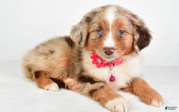 Miniature Australian Shepherd dogs for sale: Twilight - Image 1