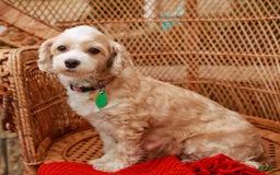 Havapoo dogs for sale: Vinny - Image 13