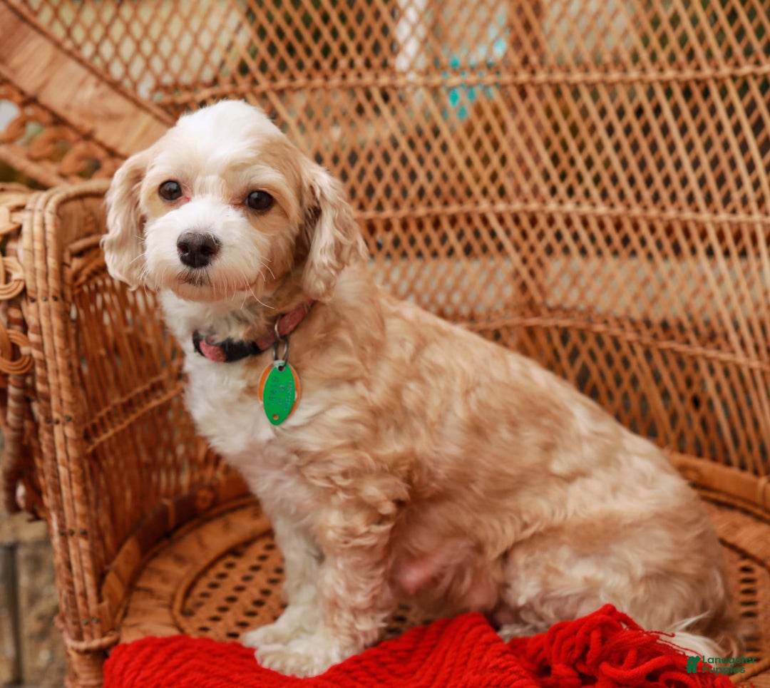 Havapoo dogs for sale: Vinny - Image 13