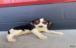 Beaglier dogs for sale: Beaglier 9 puppies - Image 6