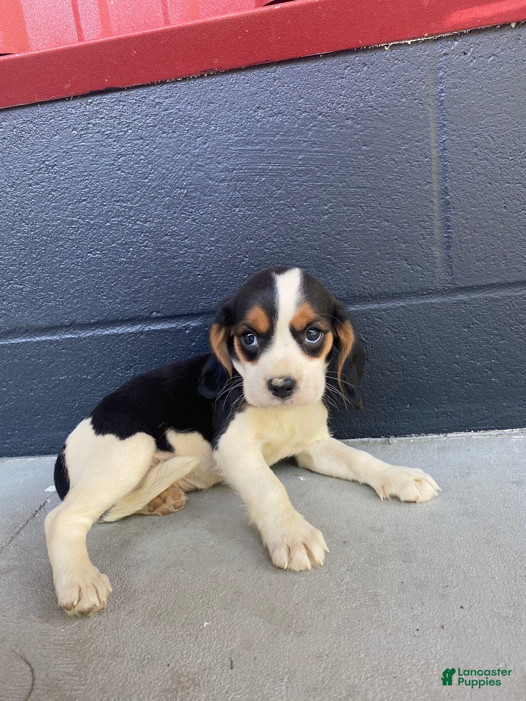 Beaglier dogs for sale: Beaglier 9 puppies - Image 6