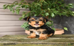 Yorkshire Terrier dogs for sale: Haven - Image 2