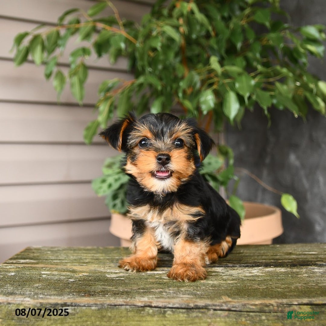 Yorkshire Terrier dogs for sale: Haven - Image 2