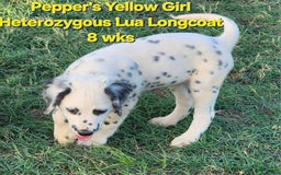 Dalmatian dogs for sale: Peppers Yellow Girl - Image 14