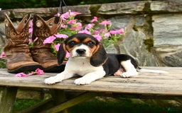 Beagle dogs for sale: Daffodil - Image 2
