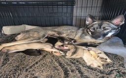 Gerberian Shepsky dogs for sale: Fawn - Image 5