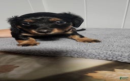 Miniature Dachshund dogs for sale: Paisley - Image 4