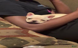 French Bulldog dogs for sale: Soilder - Image 3