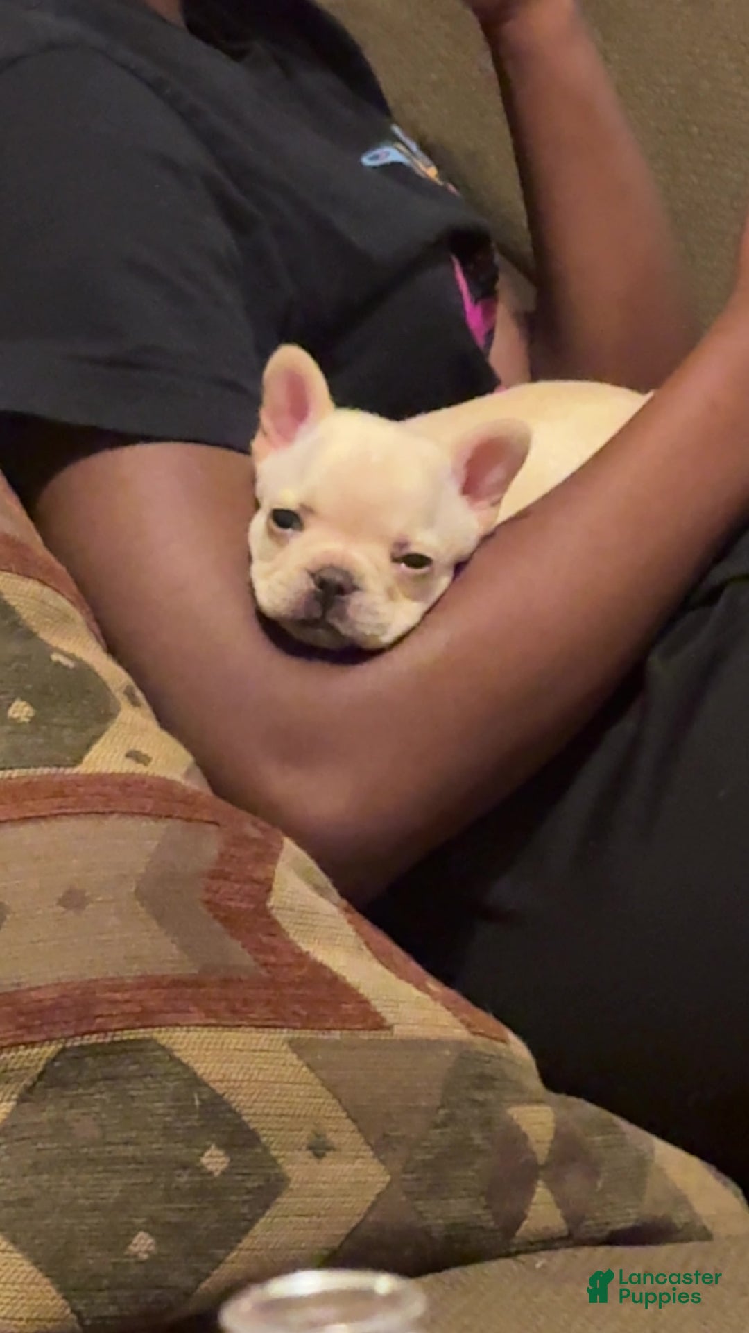 French Bulldog dogs for sale: Soilder - Image 3