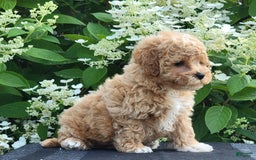 Bichpoo dogs for sale: Jake - Image 7