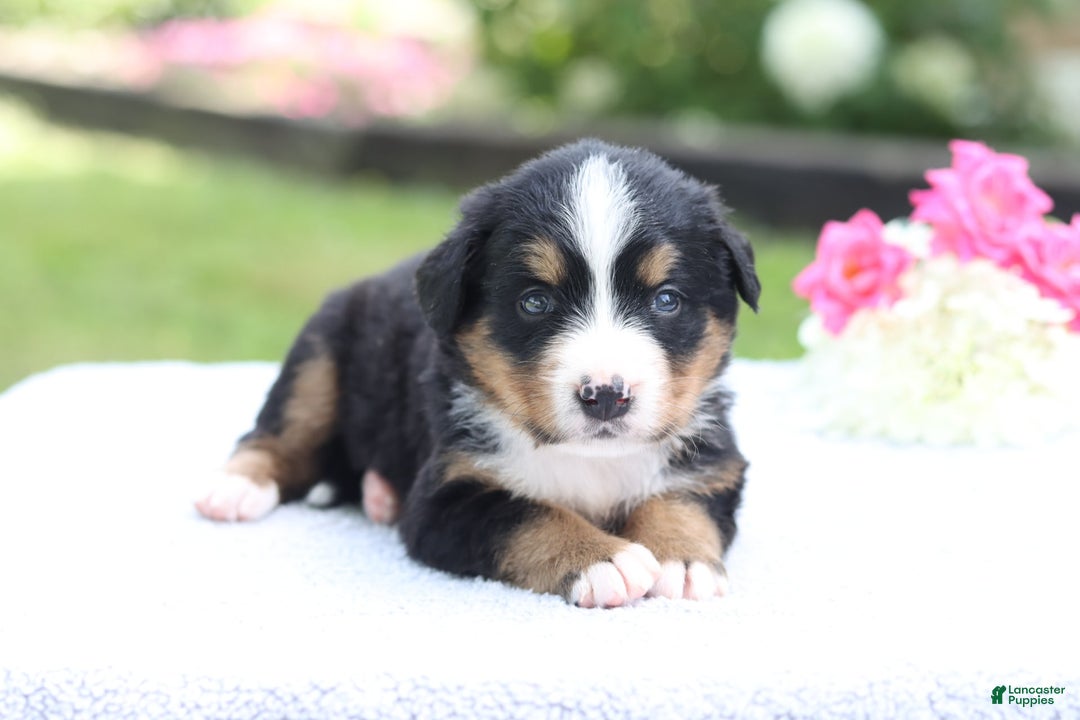 Bernese Mountain Dog dogs for sale: Paula AKC - Image 6
