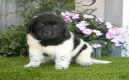 Newfoundland dogs for sale: Turbo - Image 5