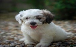 Teddy Bear dogs for sale: Cloud - Image 19