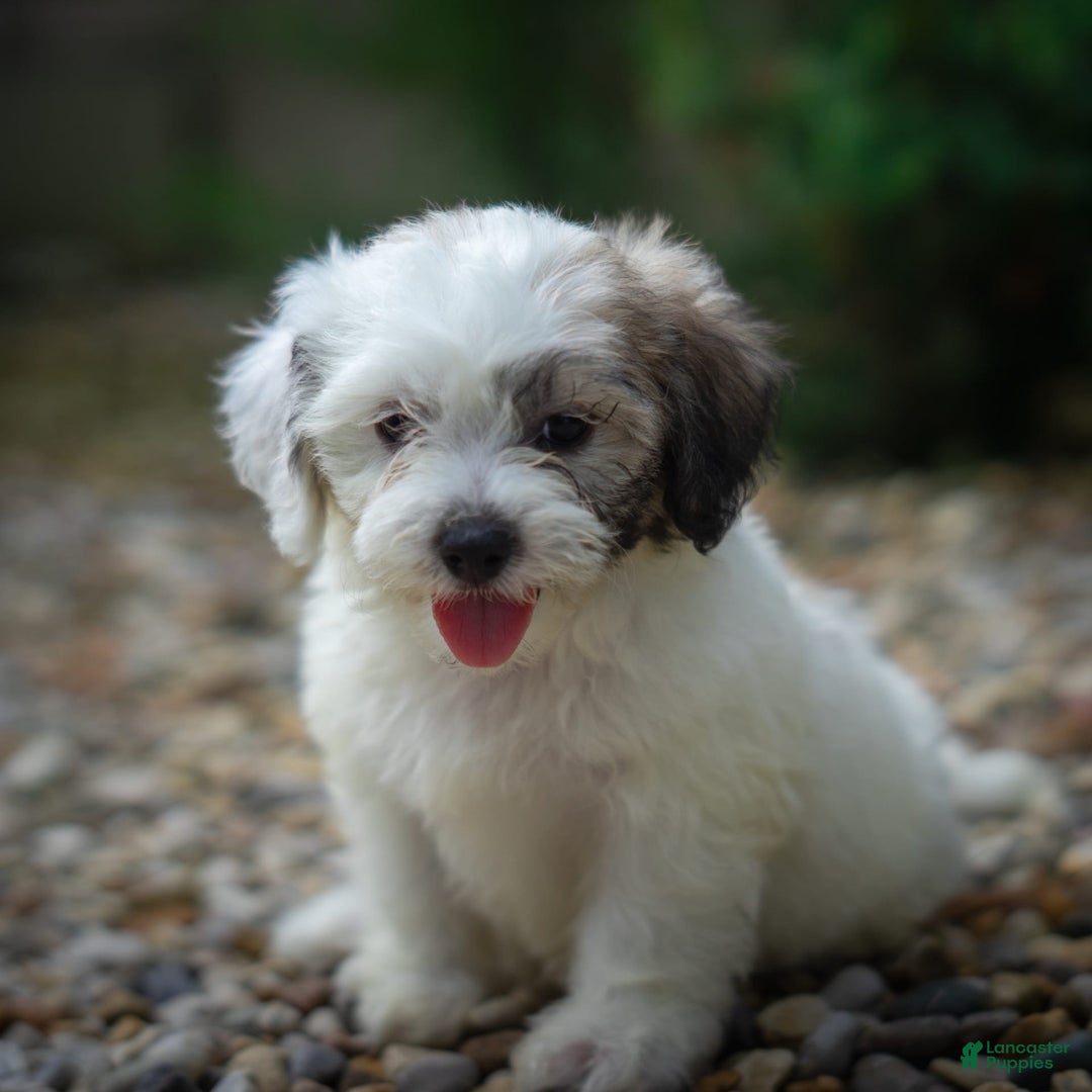 Teddy Bear dogs for sale: Cloud - Image 19