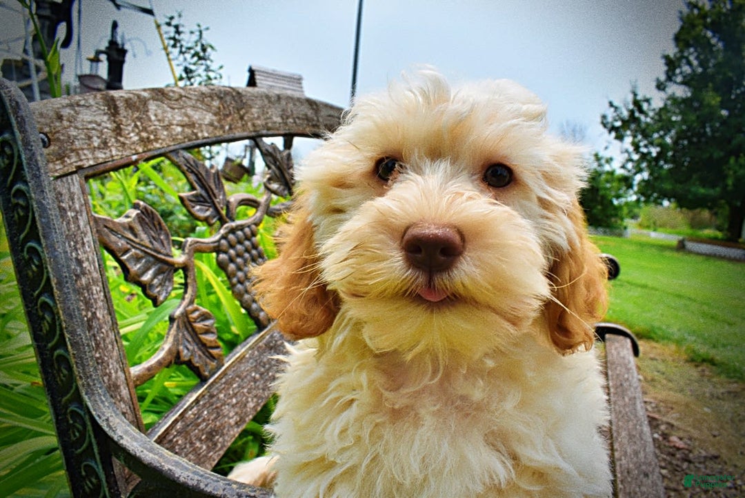 Havapoo dogs for sale: Reggie - Image 14