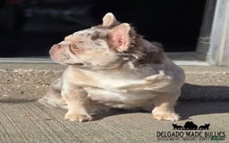 French Bulldog dogs for sale: Latto - Image 3