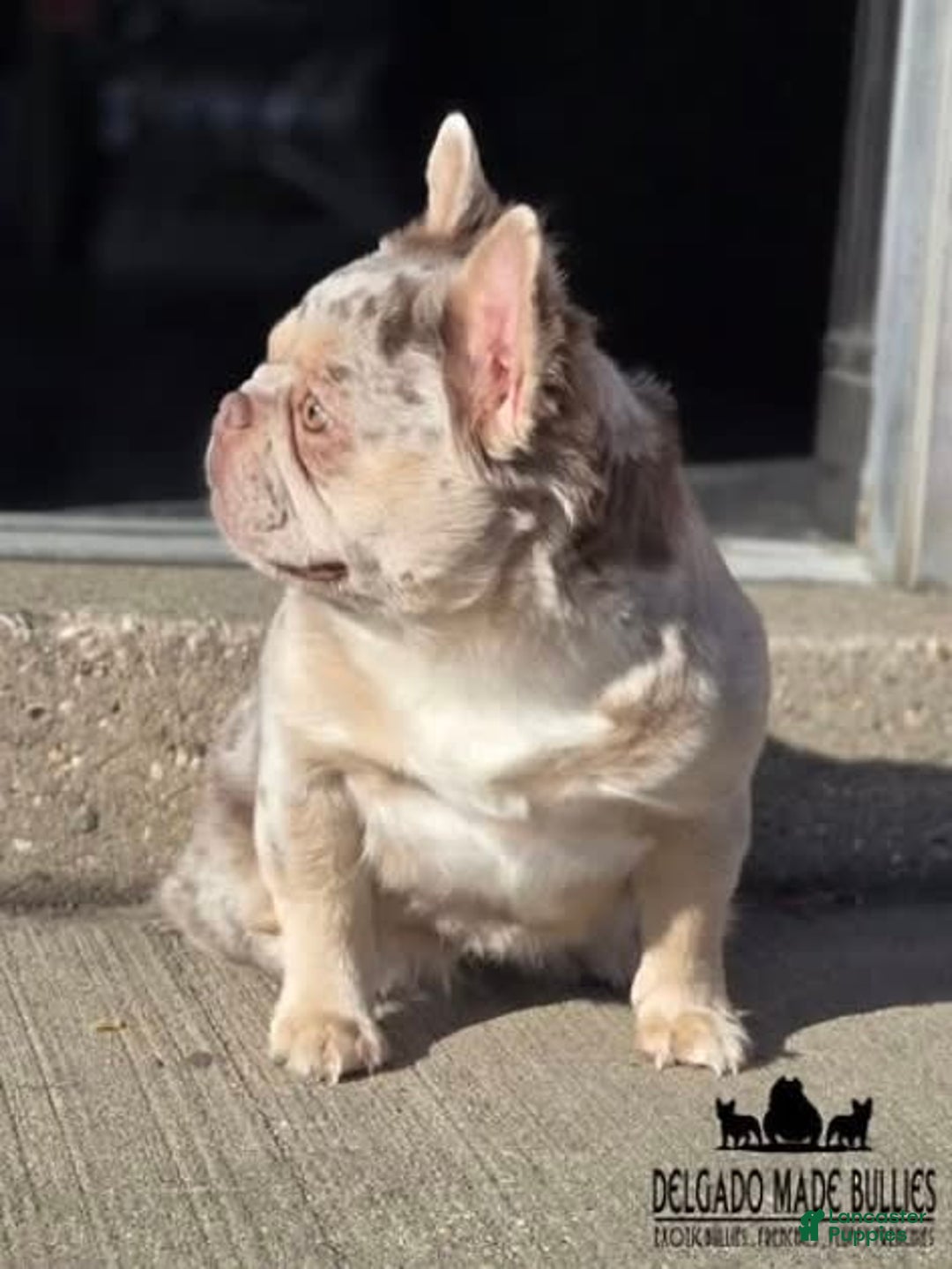 French Bulldog dogs for sale: Latto - Image 3