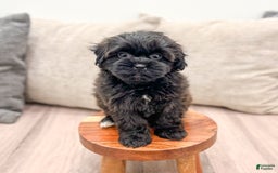 Shihpoo dogs for sale: Lola - Image 1