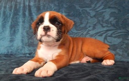 Boxer dogs for sale: Cindy - Image 9