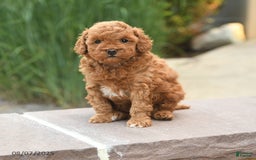 Toy Poodle dogs for sale: Toy Poodle 3 puppies - Image 9