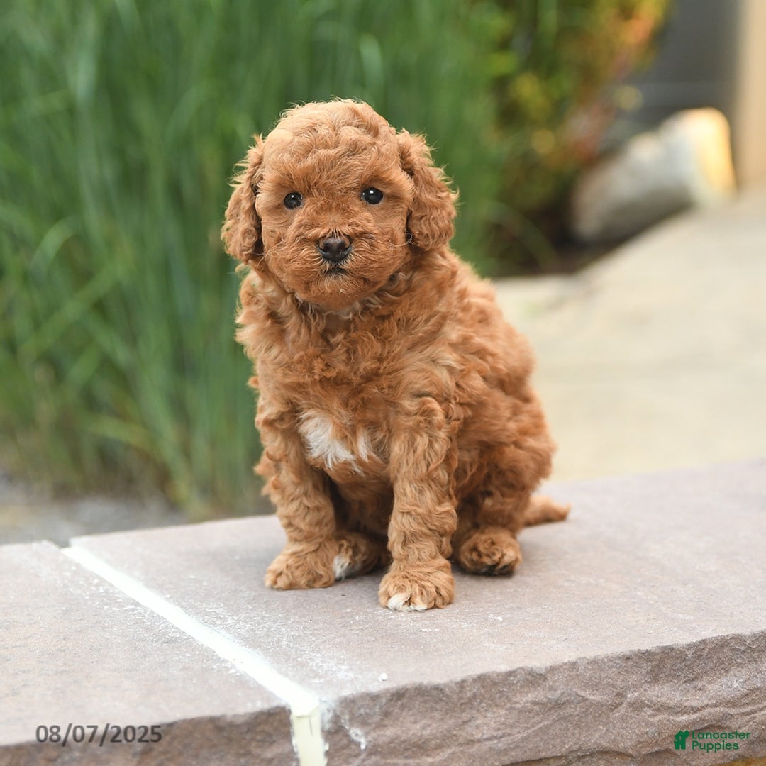 Toy Poodle dogs for sale: Toy Poodle 3 puppies - Image 9