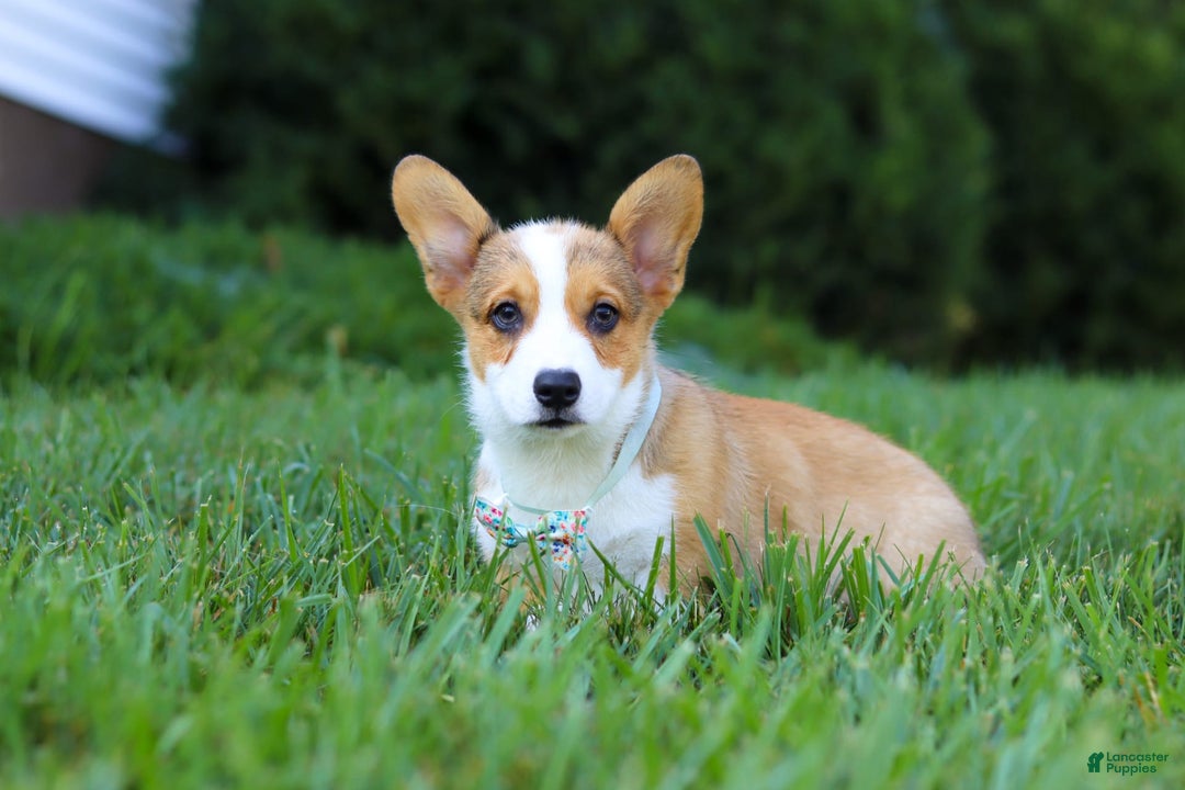 Welsh Corgi Pembroke dogs for sale: Bentley - Image 4