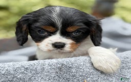 Cavalier King Charles Spaniel dogs for sale: Cody - Image 2