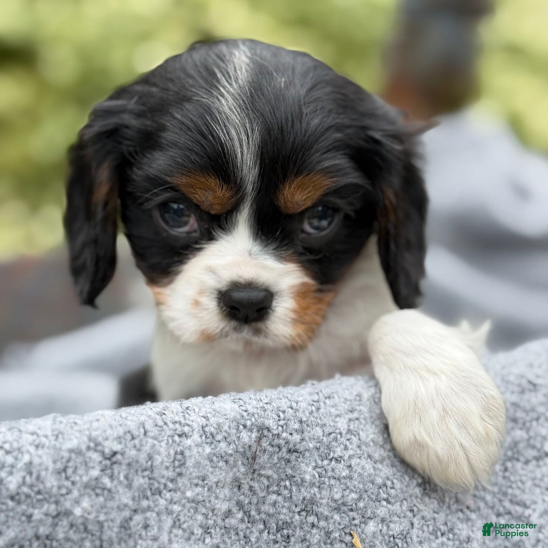 Cavalier King Charles Spaniel dogs for sale: Cody - Image 2