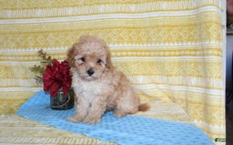 Mini Goldendoodle dogs for sale: Lewis - Image 10